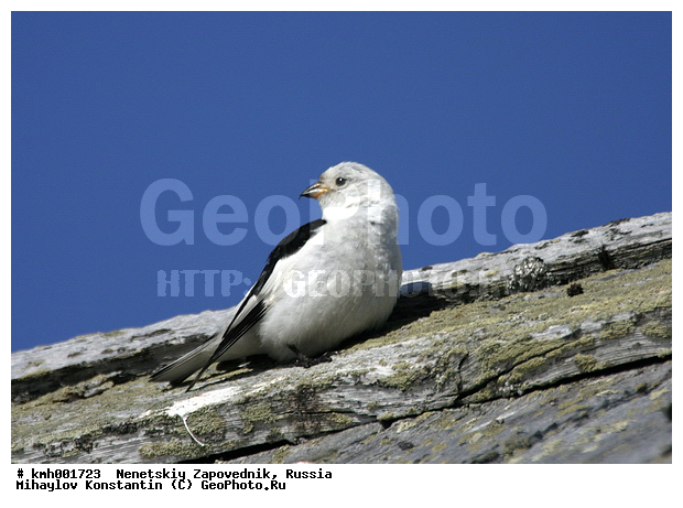 �������� ������, ��������, ��������, ��������, �����������, �����, �����, XYZ, ����������, Emberizidae, �������, C������ ����������, Plectrophenax nivalis